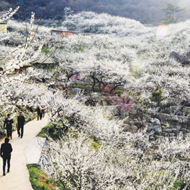 매화축제