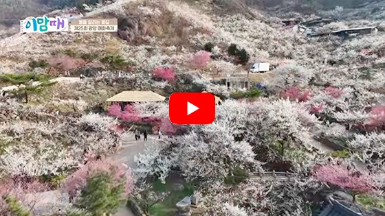 온 세상이 알록달록! 제25회 광양매화축제 속으로 | 260323 이맘때